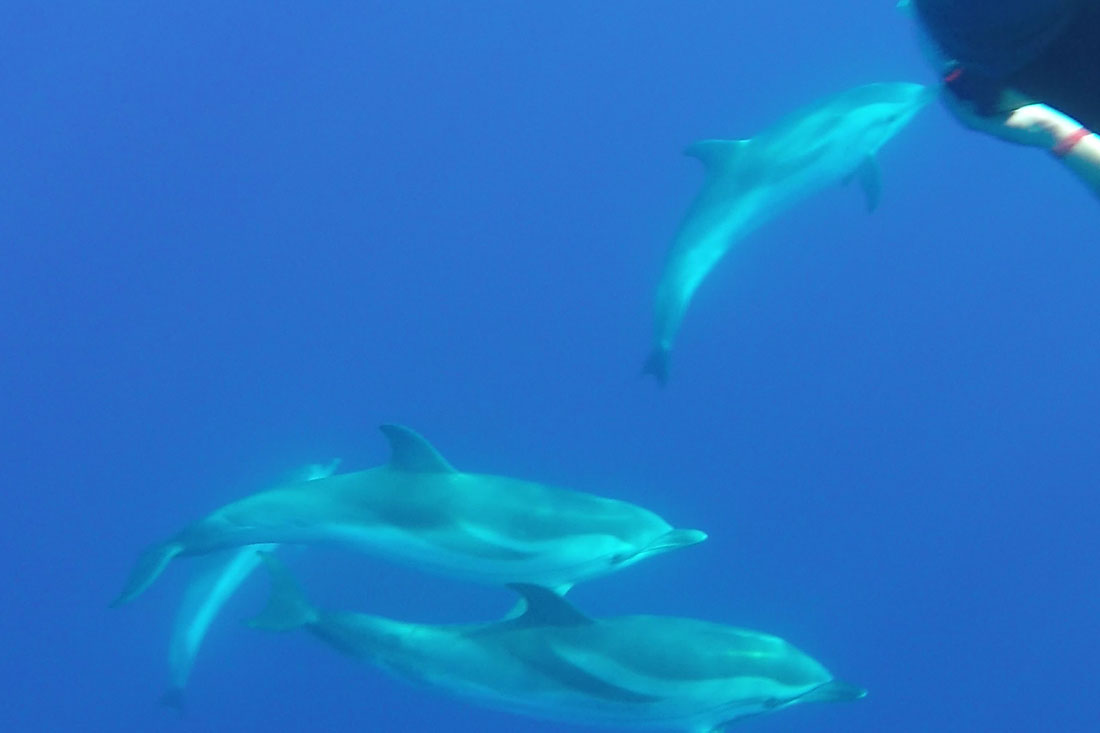 Rencontrez dauphins, baleines et poissons-lune en Méditerranée !