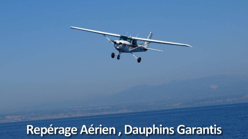 Nager ou observer dauphins et baleines sauvages de très près (Côte d’Azur)!