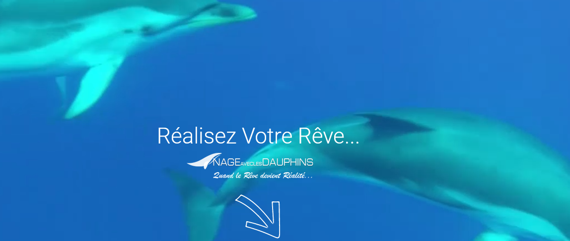 Nager avec les Dauphins : de merveilleuses aventures en mer avec des cétacés !